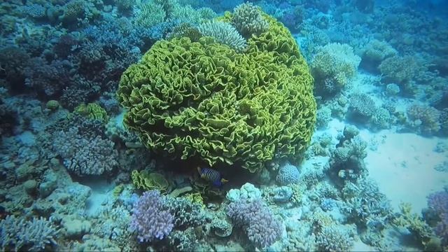 Dive safari Egypt (Майское сафари Египет)