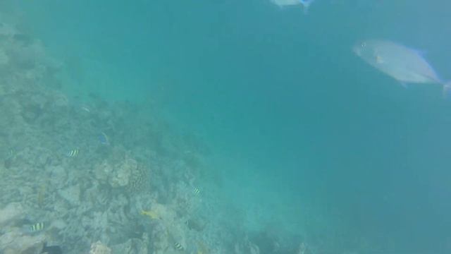 Maldives 2021 - Snorkeling Dhiggiri