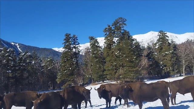 Несколько интересных фактов о зубрах.