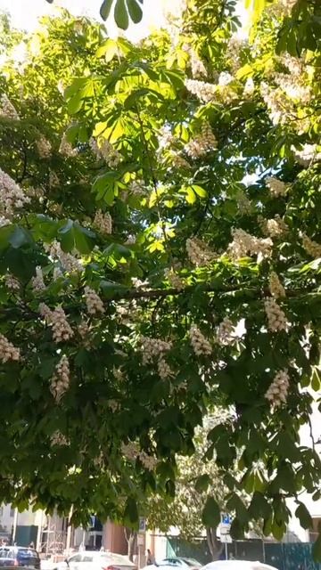 Khreshchatik Street, Kyiv, Ukraine. 18.05.2023. Kyiv Chestnut Trees Flowers Are in Blossom.