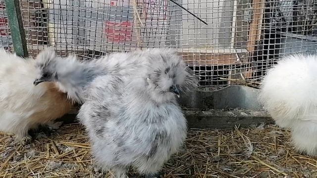 Как выбрать или отбраковать китайских  шелковых куриц.