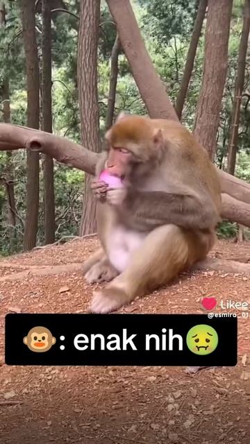 b85b27d6-6aa2-4669-ac76-f202d2e1c49c-1_all_5978.mp4