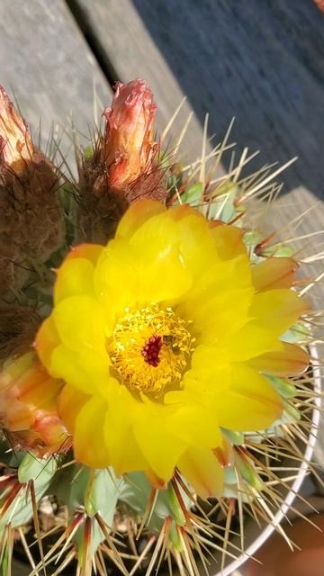FEROCACTUS EMOYRI
