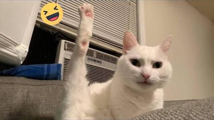 10 МИНУТ СМЕХА | ЛУЧШИЕ ПРИКОЛЫ 2025 | ПРО ЖИВОТНЫХ | СМЕШНЫЕ ВИДЕО СМЕШНЫЕ МОМЕНТЫ