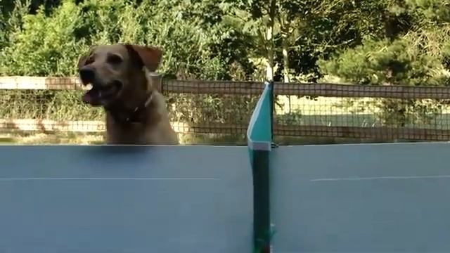 Фауна шоу-71