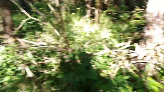 Английские сеттера вальдшнеп