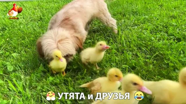 Утята с друзьями – мир нежных эмоций 🤗 эпизод (67)