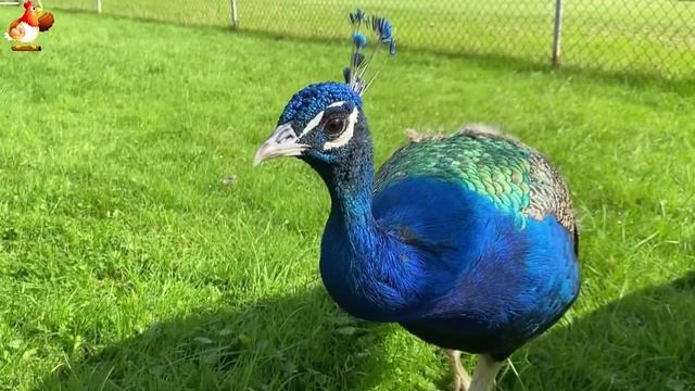 Идеальное птицеводство достойно восхищения 🐓🦆🦢🦚🦃🐔 эпизод (89)