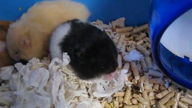 Е-девочки кушают семечки