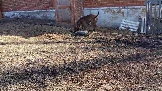 Питбуль играет с палочкой