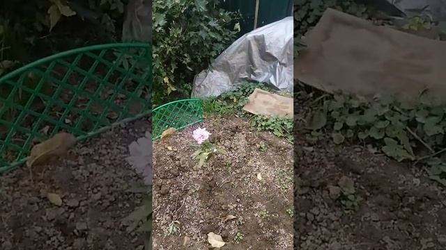 Подснежники - Крокусы расцвели в середине сентября!
