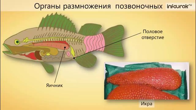 55. Продление рода. Органы размножения