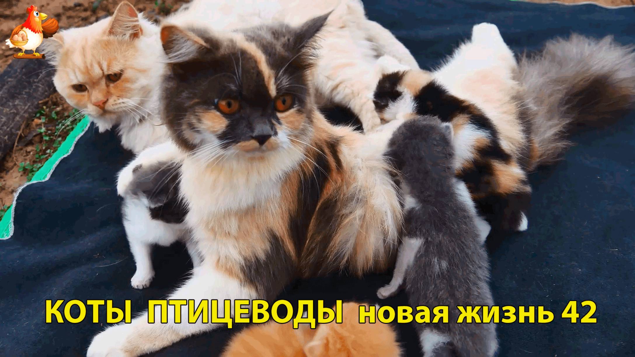 Коты птицеводы со своими подопечными 😹🐈🐈 Новая жизнь – выпуск (42) ❣️🤗😂