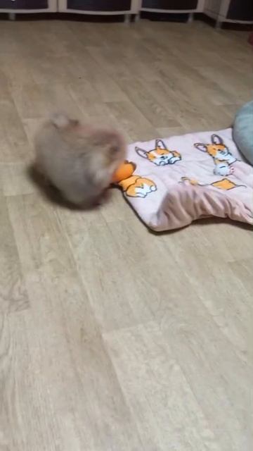 Померанский шпиц Норди, 2 месяца 20 дней, Белгород