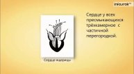 51. Кровеносная система. Кровь