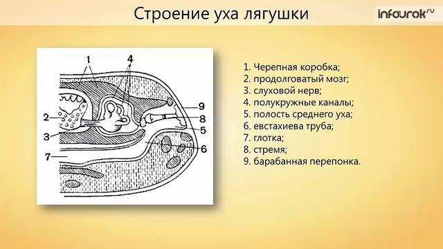 31. Общая характеристика класса Земноводных