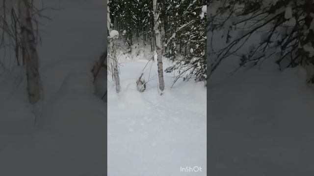 По не пролазной  тайге на буранах