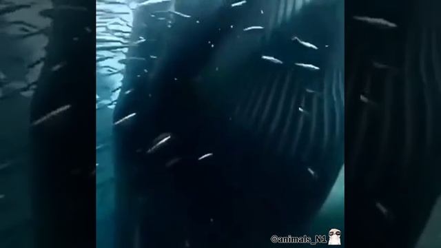 Отдай Трусы, ГАД!. ССЫЛКА В ОПИСАНИИ!
