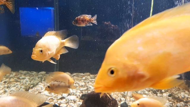 09-03-2025 красивые жители Акванариума