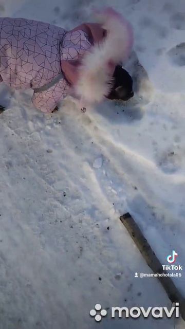 Дрова и собака