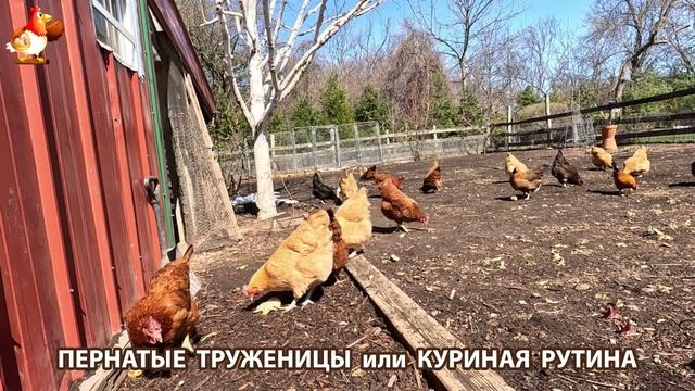 Куры несушки свободного выгула и их обычная куриная рутина – эпизод (81)