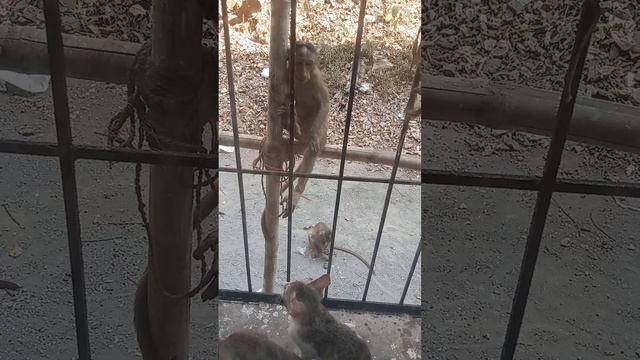 котята и мартышки