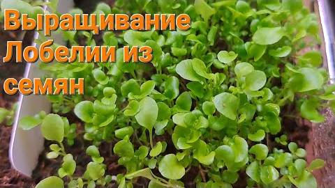 Рассада Лобелии. Выращивание Лобелии из семян