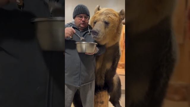 Хомячок подрос )