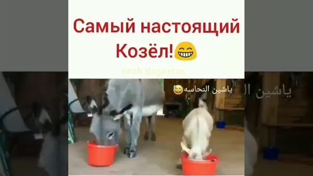 настоящий козел