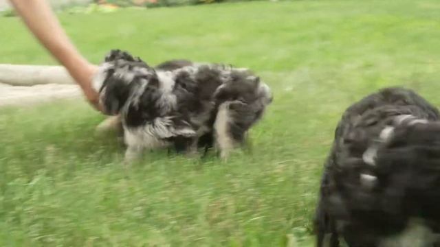 Marlin Miller's Mini Aussiedoodle Puppies