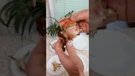 Есть ли разница Астраханская и обычная речная вяленная рыба?