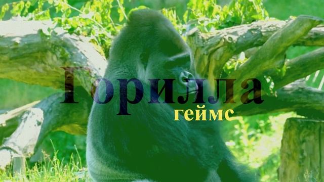 Заставка гориллы