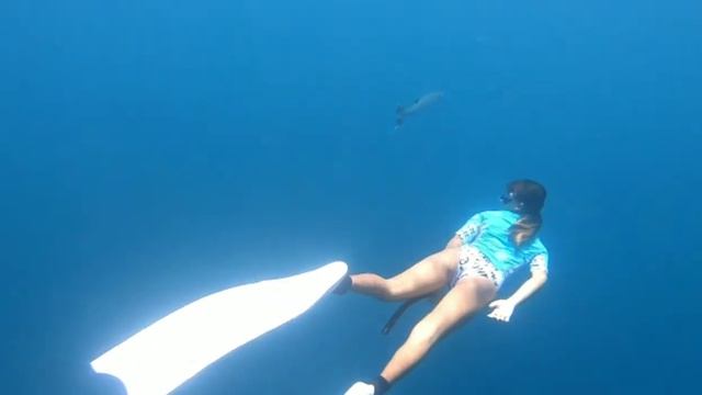 🧜🏽♀️diving with a barracuda🤿