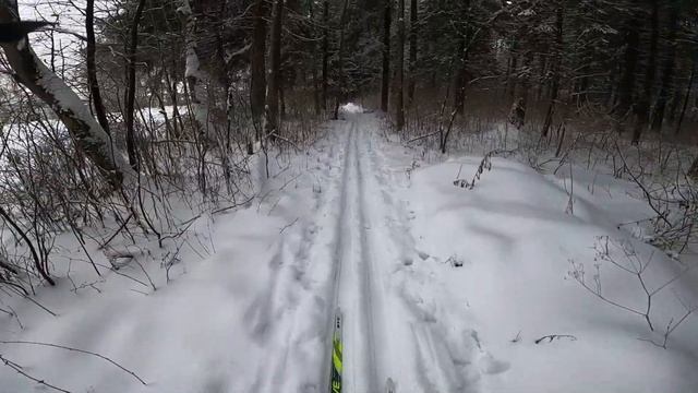 ПРОГУЛКА НА ЛЫЖАХ. ПЕРВАЯ В ЭТОМ ГОДУ