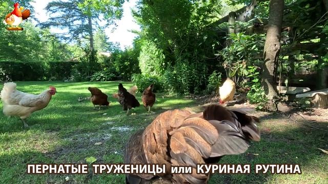Куры несушки свободного выгула и их обычная куриная рутина – эпизод (83)