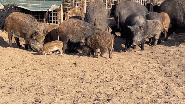 Охота на кабана