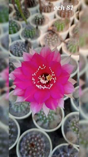 echinopsis