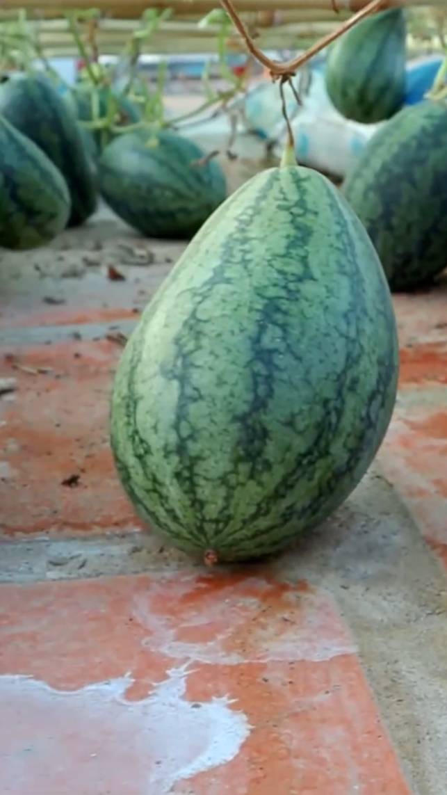 🍉Выращивание арбуза от семян до сбора урожая! #shorts #garden #советы