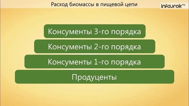 65. Цепи питания. Поток энергии