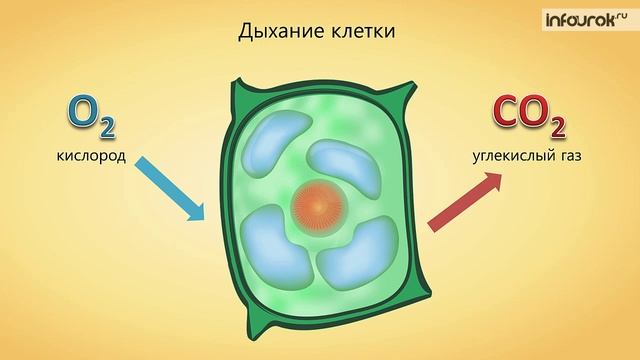 4. Жизнедеятельность клетки, ее деление и рост