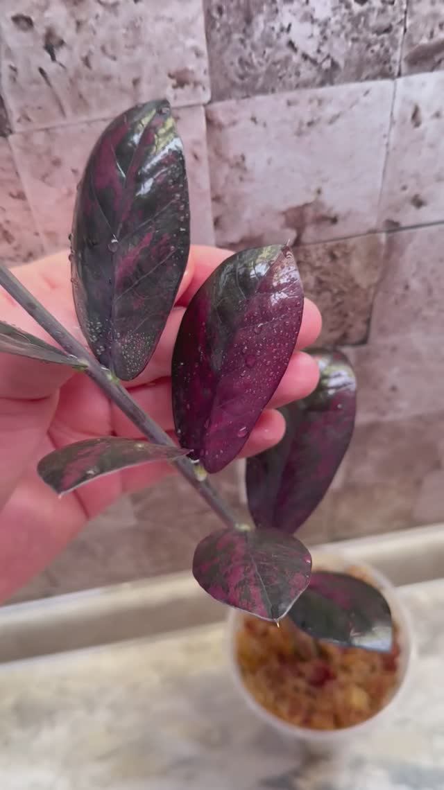 Zamioculcas black pink