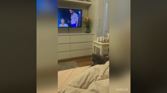 Кот смотрит телевизор 📺
