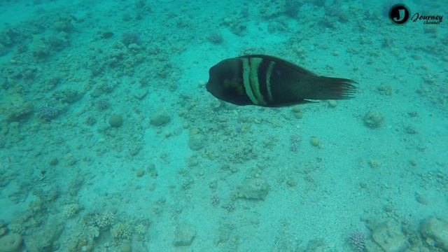 Lighthouse beach, Eilat (Israel) GoPro5 HD