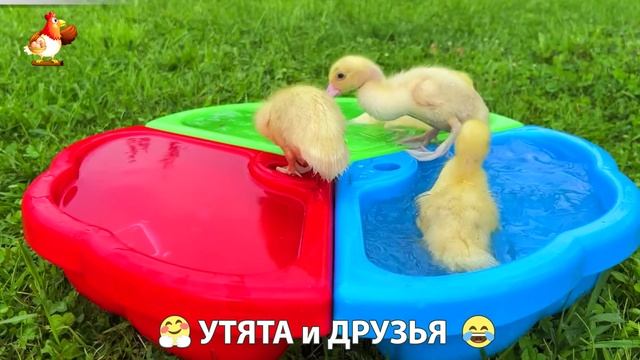Утята с друзьями – мир нежных эмоций 🤗 эпизод (68)