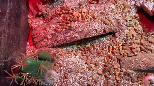 Smeringurus Mesaensis - Arizona Dune Scorpion