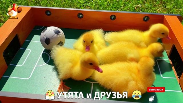 Утята с друзьями – мир нежных эмоций 🤗 эпизод (70)