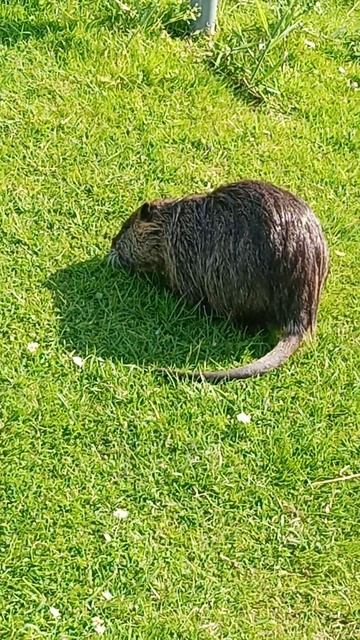 Nutria eat gras