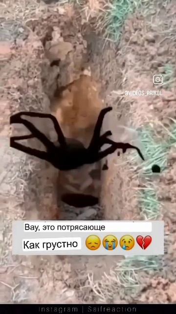 Что это там?! 😮