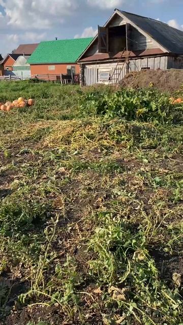 Урожай тыквы