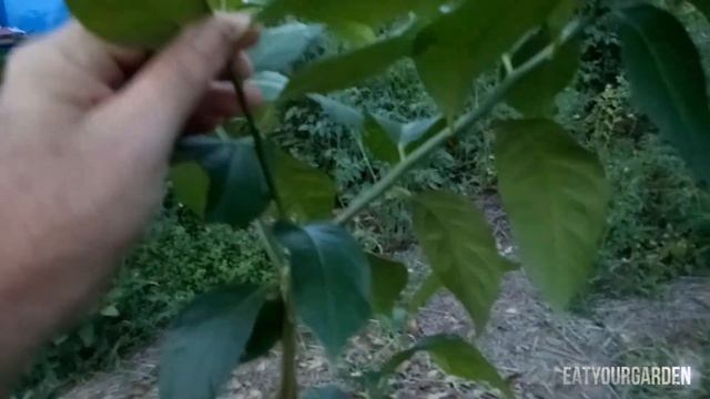 I just realized i dont own a lemon tree. Dwarf Eureka Lemon
